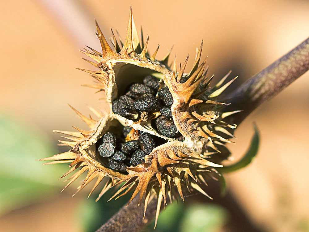 Fruto y semaillas de la Datura ferox