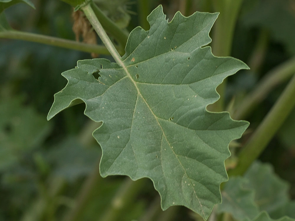 Hoja de la Datura ferox
