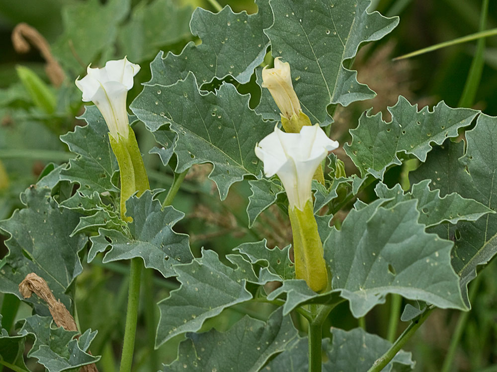 Mata de la Datura ferox
