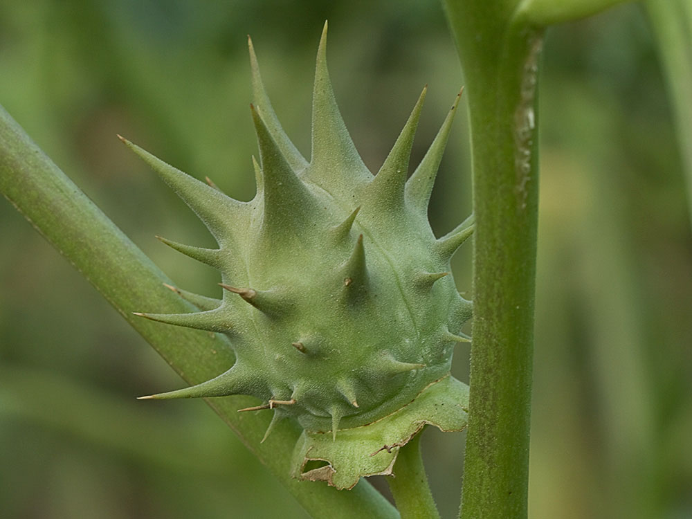 Fruto de la Datura ferox