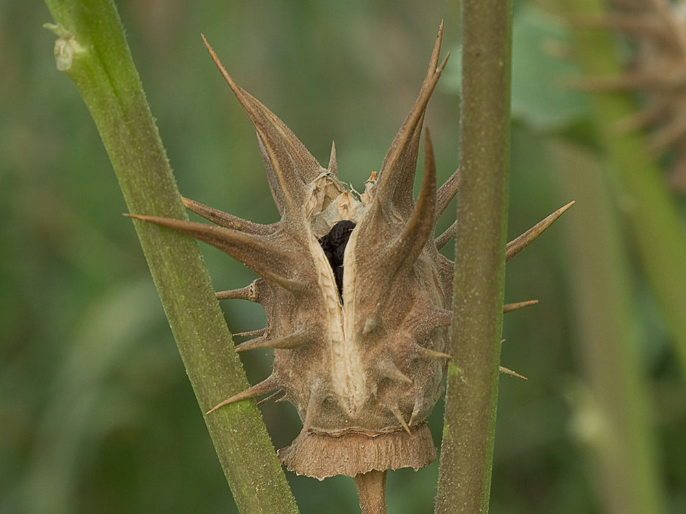 Fruto a punto de dehiscencia de la Datura ferox