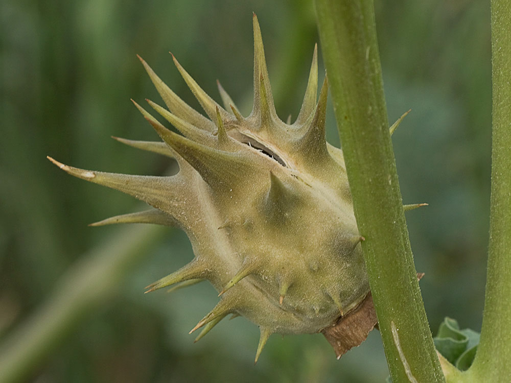 Fruto de la Datura Datura ferox