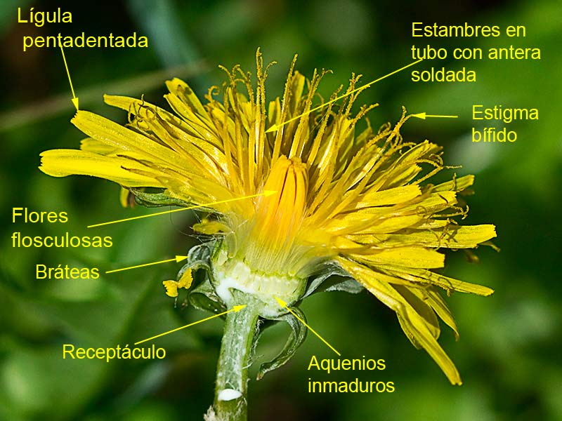 Tallos de diente de león (Taraxacum officinale)
