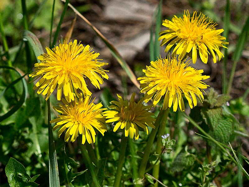 Planta de diente de león (Taraxacum afficinale)