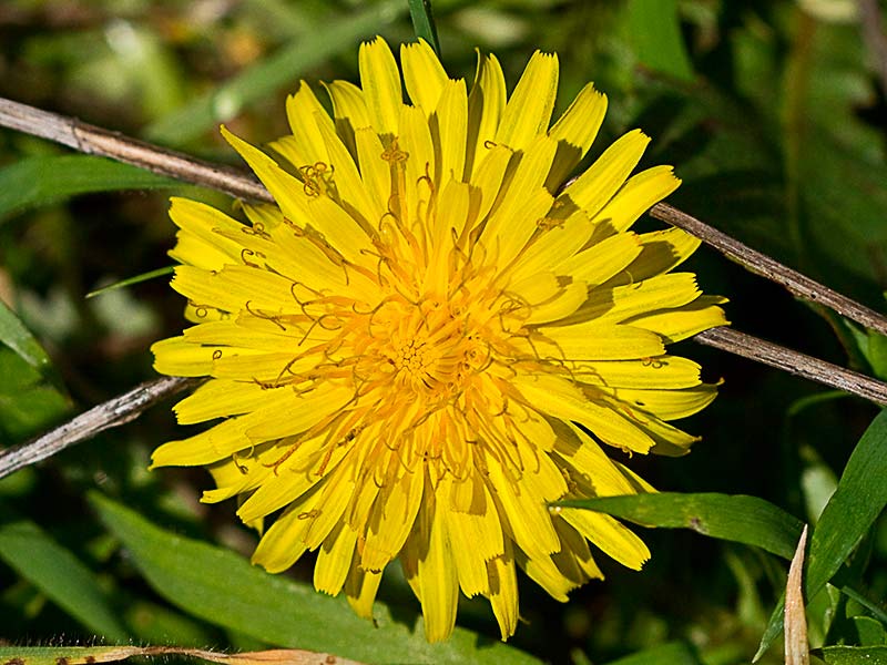 Diente de león (taraxacum officinale)