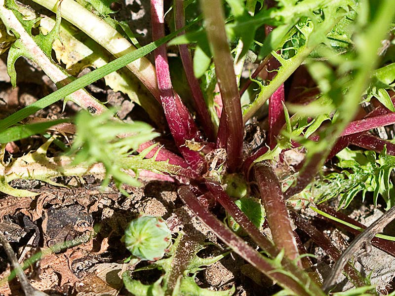 Tallos de diente de león (Taraxacum officinale)
