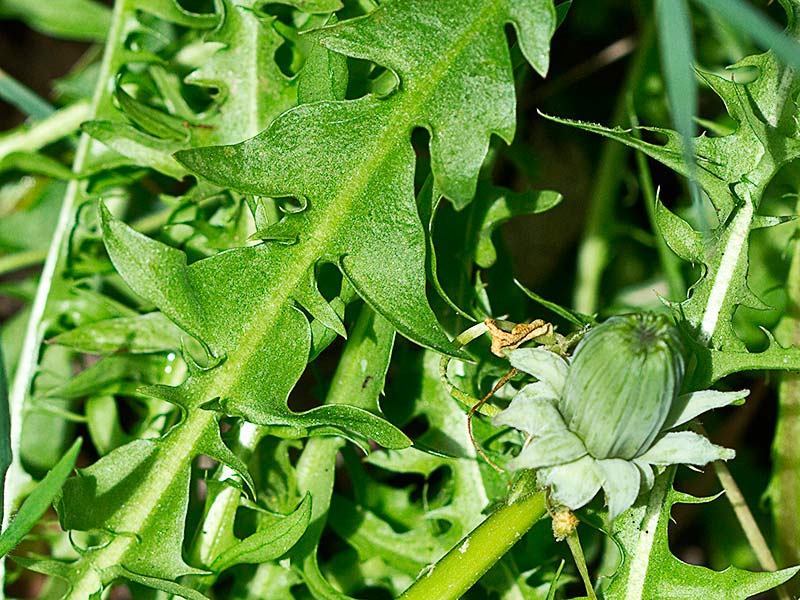 Tallos de diente de león (Taraxacum officinale)