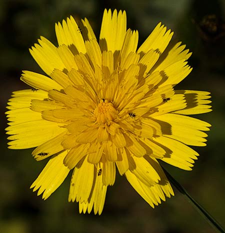 Flor de diente de león (Taraxacum officinale)