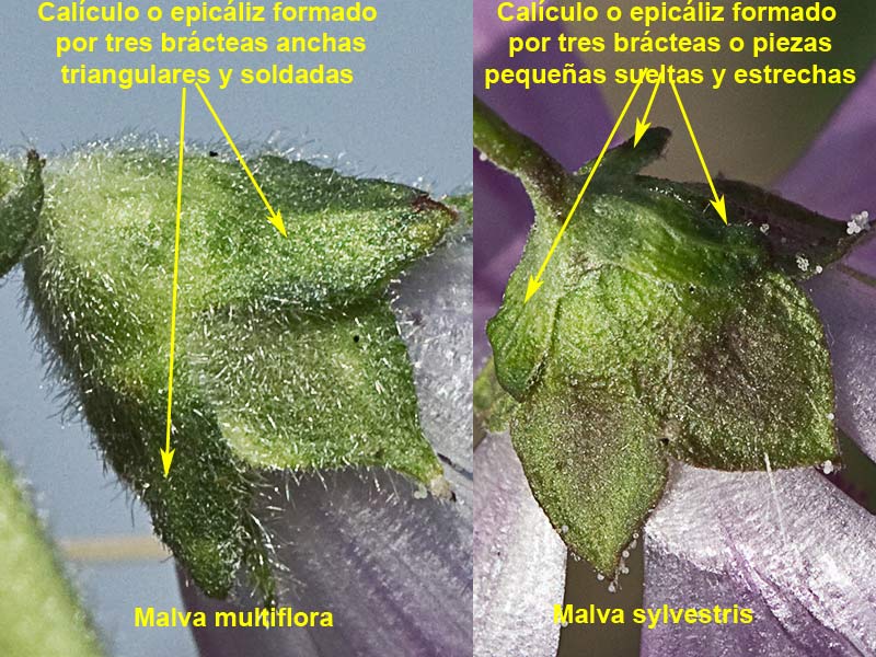 Diferencias en el epicáliz de la Malva multiflora y la Malva sylvestris 