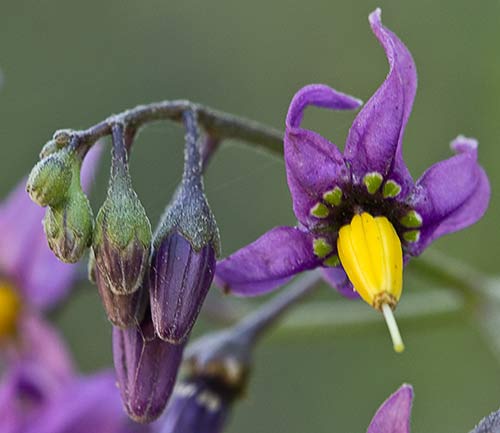 Dulcamara o matagallinas (Solanum dulcamara)