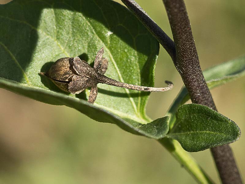 Dulcamara o matagallinas (Solanum dulcamara)