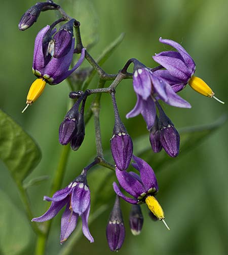 Ramillete de la dulcámara, flores y frutos (Solanum dulcamara)