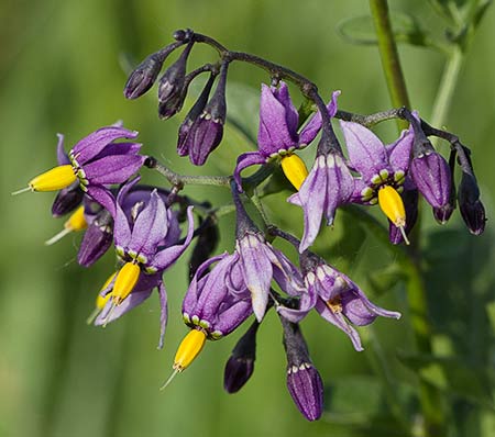 Flor de dulcamara (Solanum dulcamara)