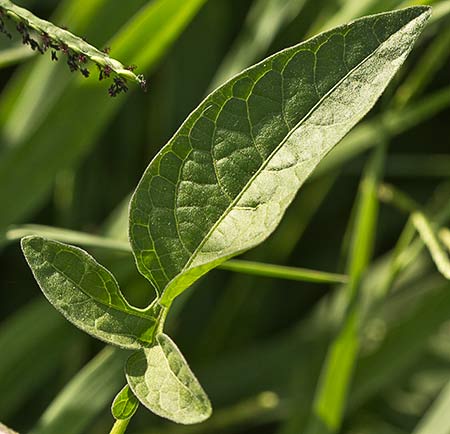 Dulcamara o matagallinas (Solanum dulcamara) 
