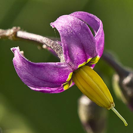 Dulcamara o matagallinas (Solanum dulcamara) 