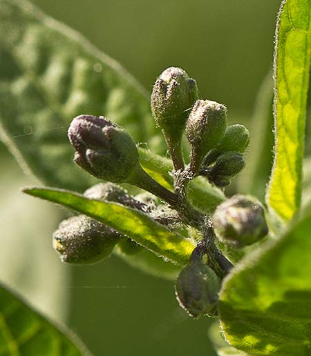 Dulcamara o matagallinas (Solanum dulcamara) 