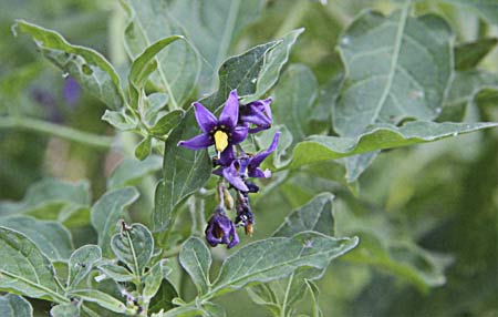 Dulcámara (Solanum dulcamara) 