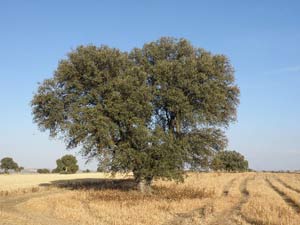 Encina