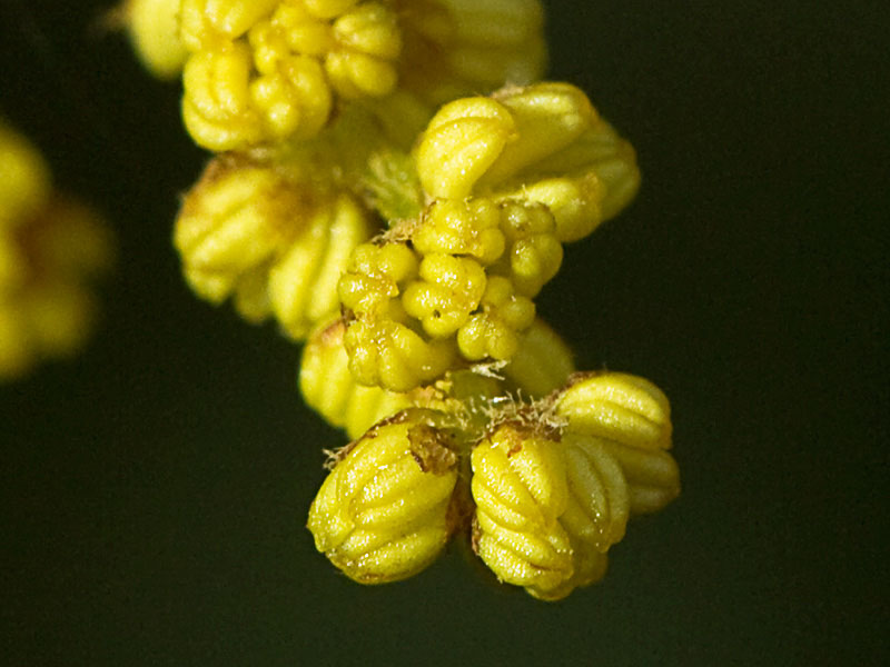 Ramillete de flores de la encina (Quercus ilex)