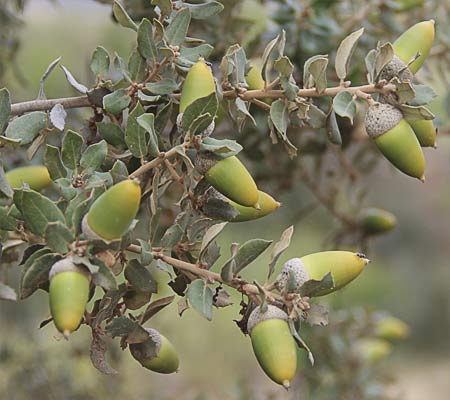 Bellotas de encina
