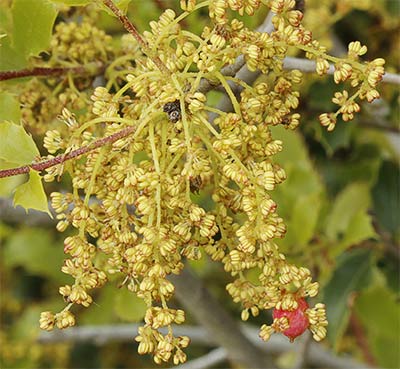 Ramillete de flores de la encina (Quercus ilex)
