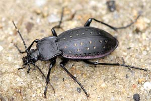 Escarabajo