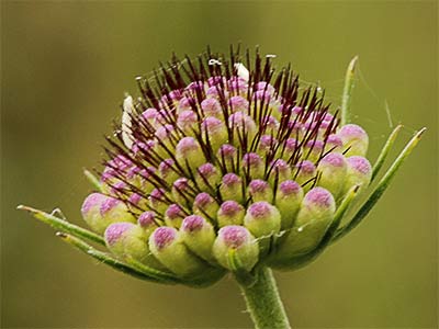 Escobilla morisca (Scabiosa atropurpurea)