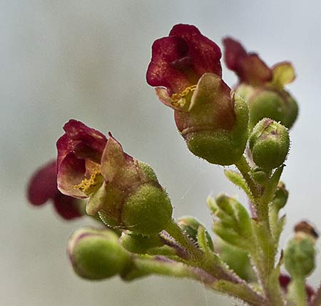 Scrophularia auriculata
