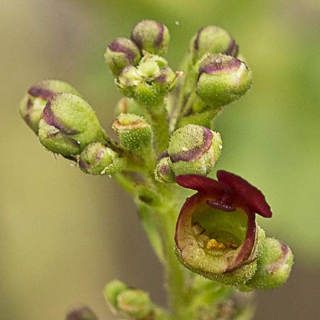 Scrophularia auriculata