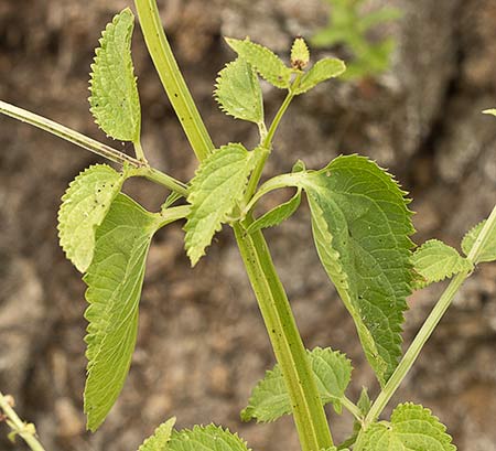 Scrophularia auriculata