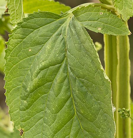Scrophularia auriculata