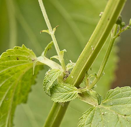 Scrophularia auriculata