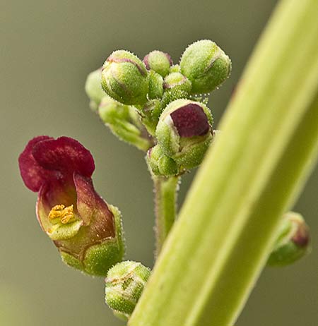 Scrophularia auriculata
