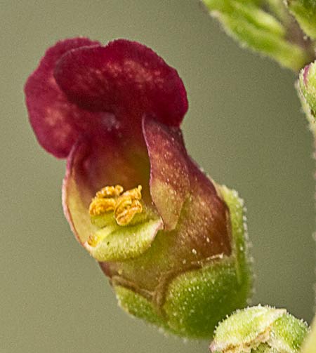 Scrophularia auriculata