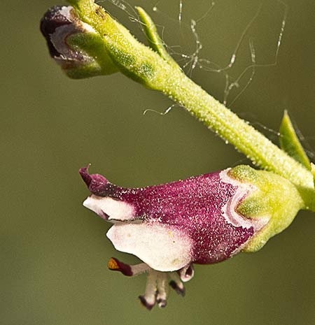 Escrofularia canina (Scrophularia canina)