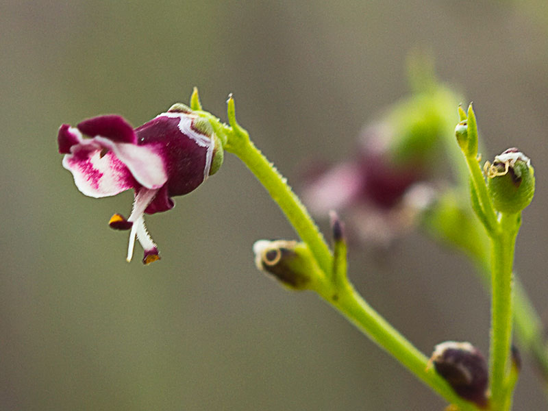Escrofularia canina (Scrophularia canina)