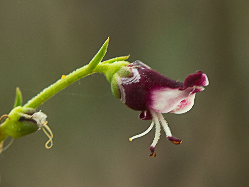 Escrofularia canina (Scrophularia canina)