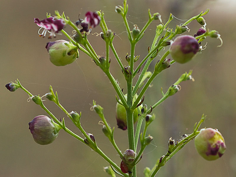 Escrofularia canina (Scrophularia canina)