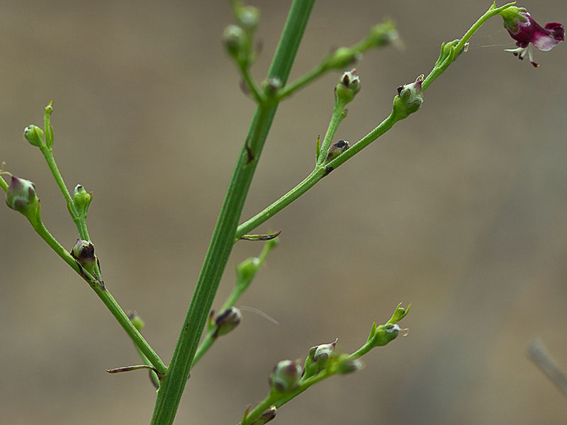 Escrofularia canina (Scrophularia canina)