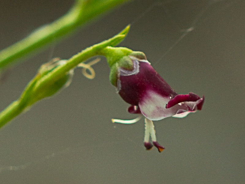 Escrofularia canina (Scrophularia canina)