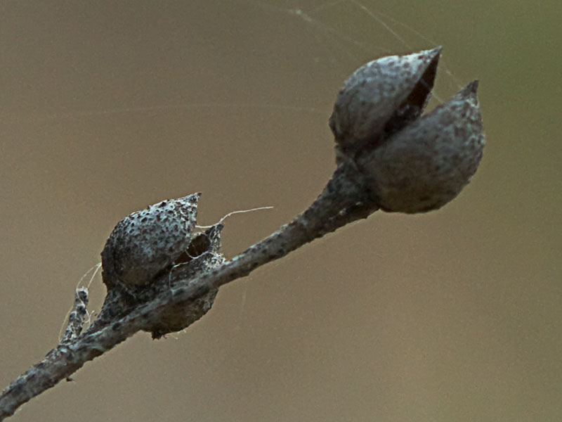 Escrofularia canina (Scrophularia canina)