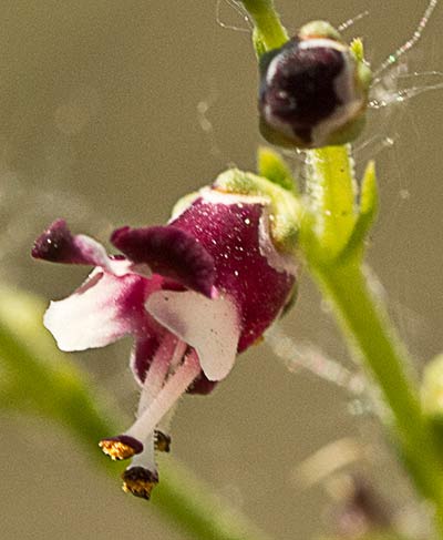 Escrofularia canina (Scrophularia canina)