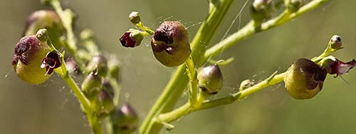 Escrofularia canina (Scrophularia canina)