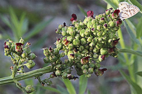 Cima de escrofularia