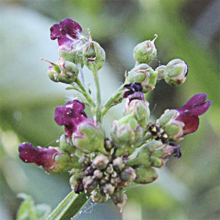 Flores de la escrofularia