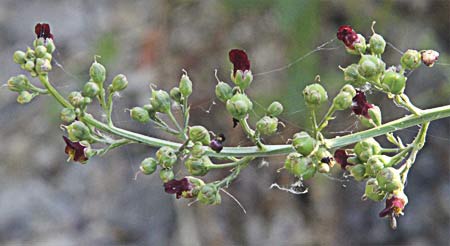 Escrofularia acuática ramo