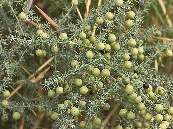 Frutos de la esparraguera