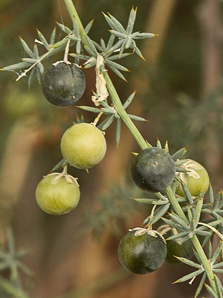 Fruto de la esparraguera