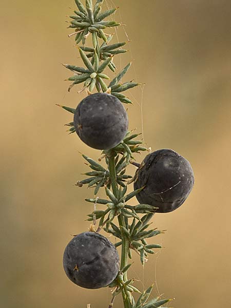 Fruto de la esparraguera