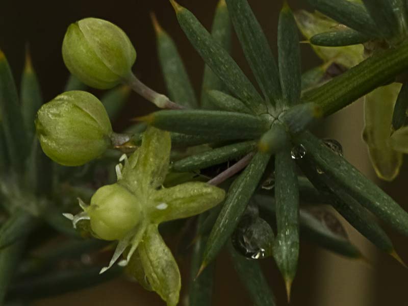 Flor de esparraguera (Asparagus acutifolius)